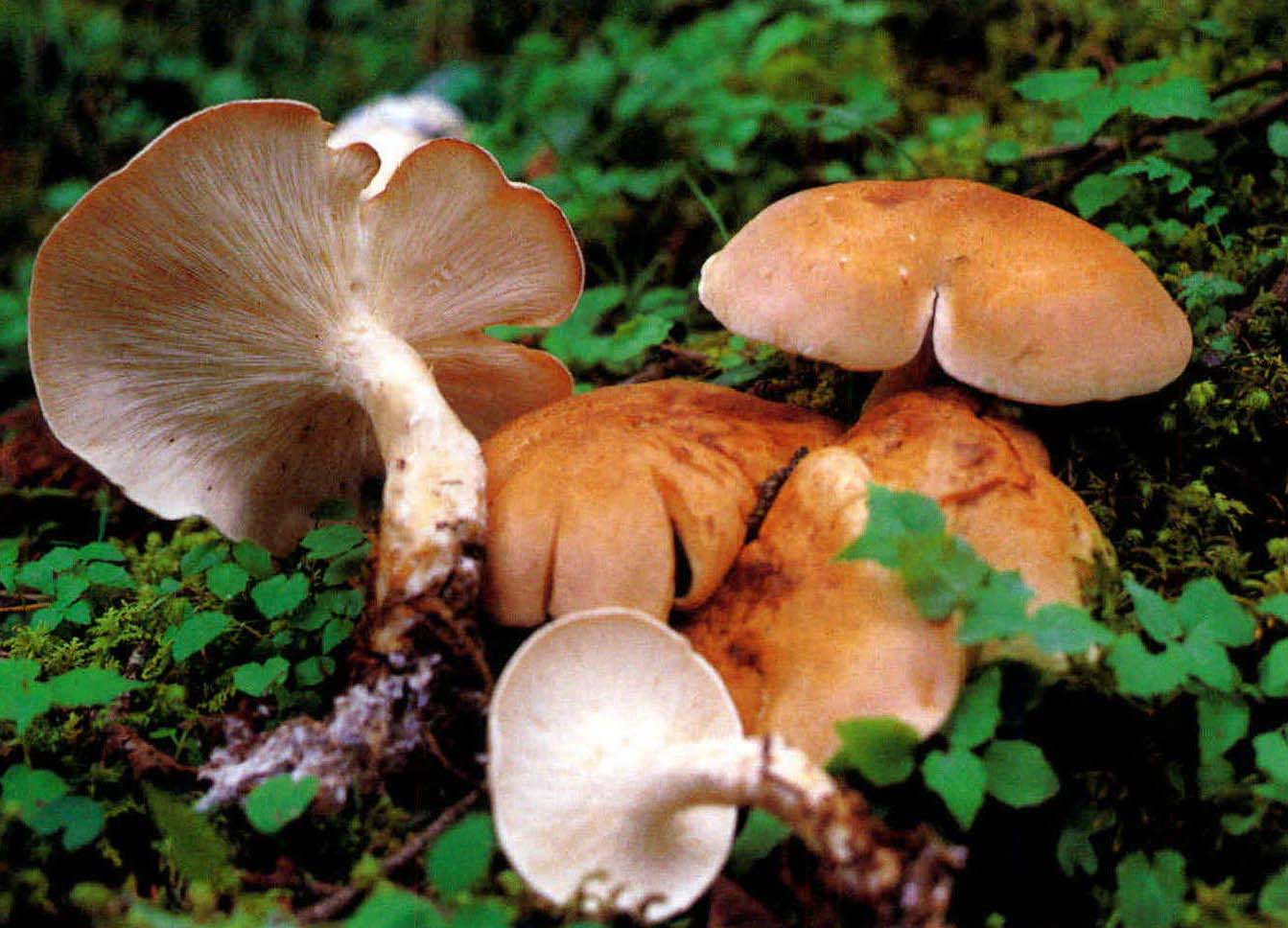 Clitocybe cf.ornamentalis Vel.